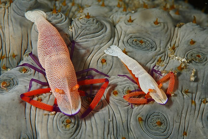 Emperor shrimps on a sea cucumber in the sea in Philippines.