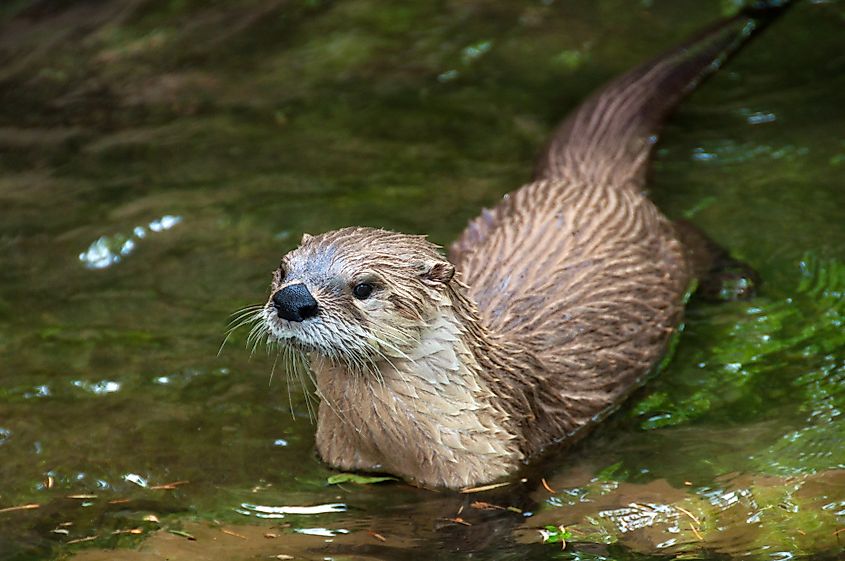 Light brown otter swims in clear water.