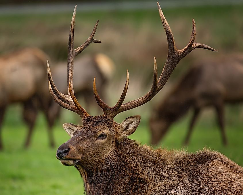 Roosevelt Bull Elk with Antlers.