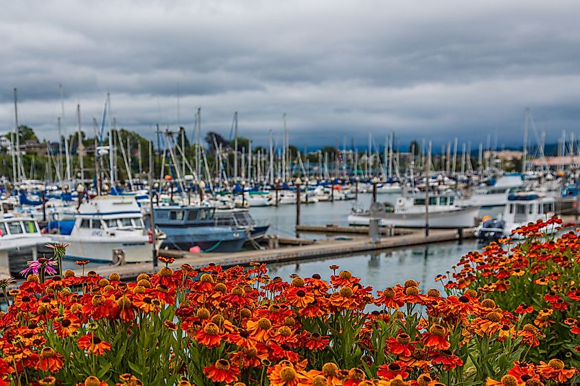 The marina at Bellingham, Washington.