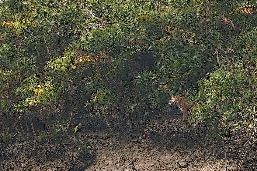 Bengal tigers: unsung heroes of the Sundarbans Mangroves