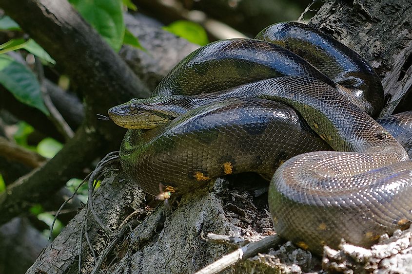 Green Anaconda (Eunectes murinus) - Cuyabeno Wildlife Reserve - Amazonia, Ecuador