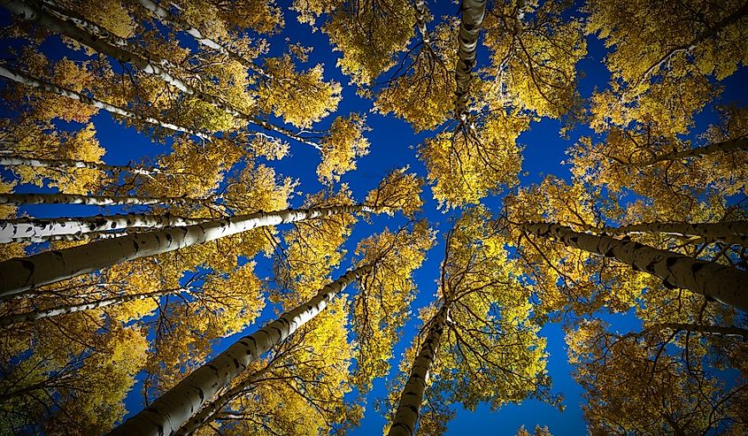 Colorful Arizona quaking aspen and pine forest in autumn along the Kachina Trail near Flagstaff. Looking straight up.