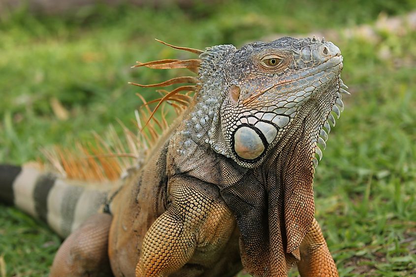 Iguana in Key Largo