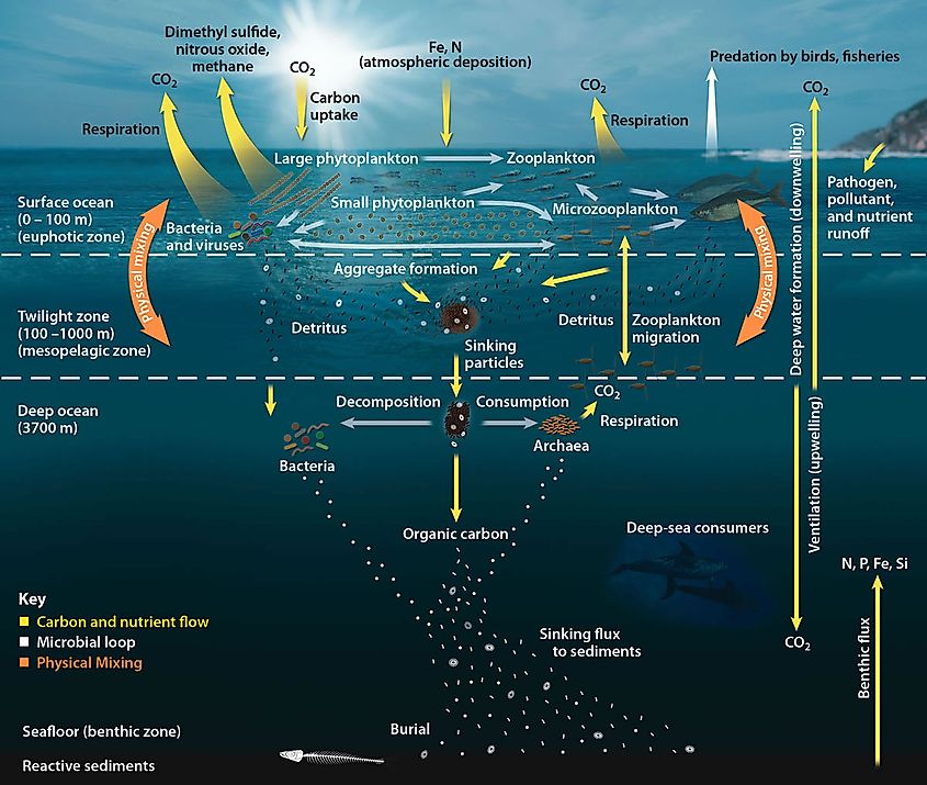 Marine Biological Pump