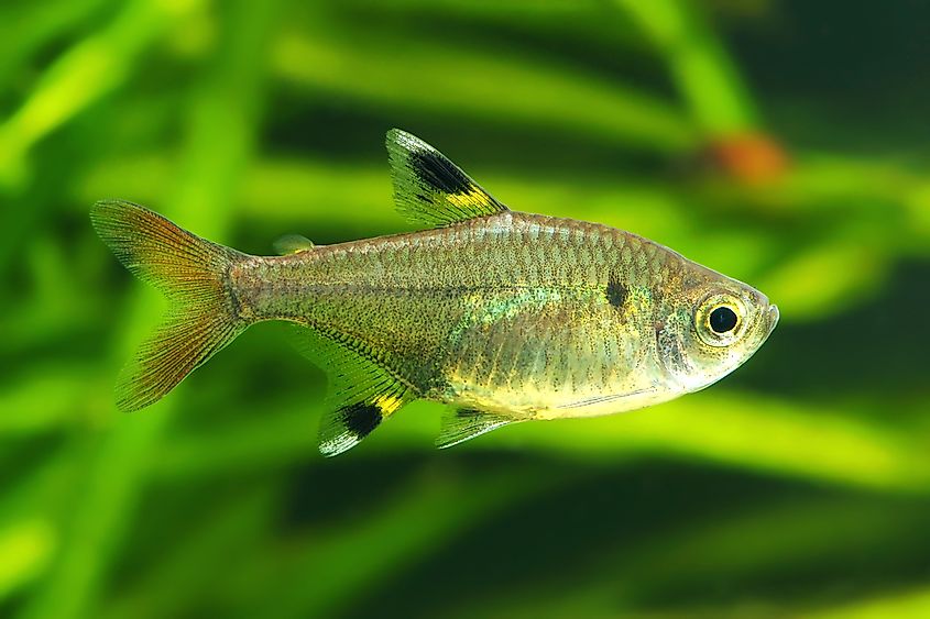 Animal Names That Begin With X - WorldAtlas Animal Names That Begin With X - WorldAtlas