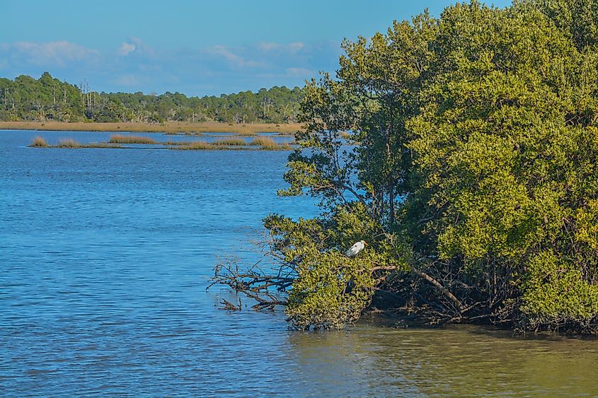 The Mangroves in the Cedar Key National Wildlife Refuge of Cedar Key, Florida