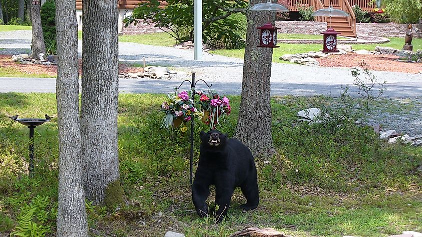 A black bear in the town of Hawley, Pennsylvania