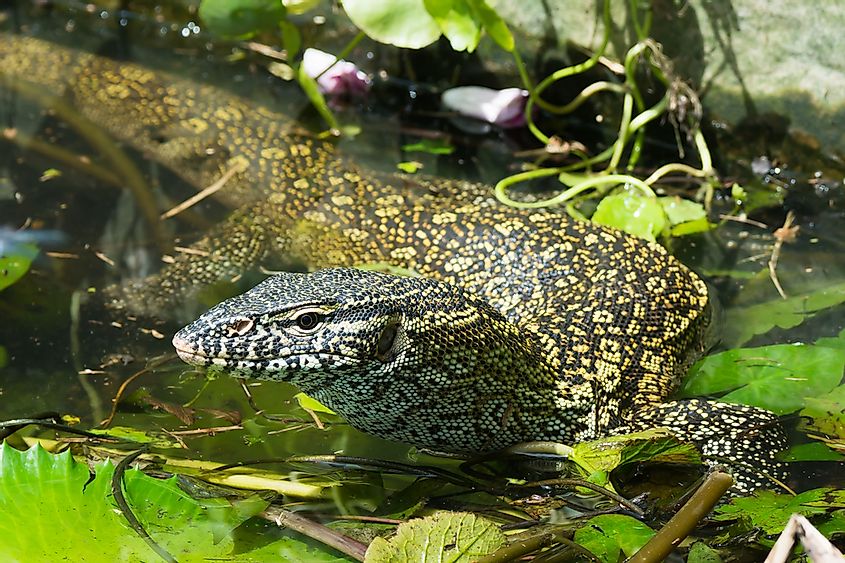 Invasive Species In The Florida Everglades - WorldAtlas
