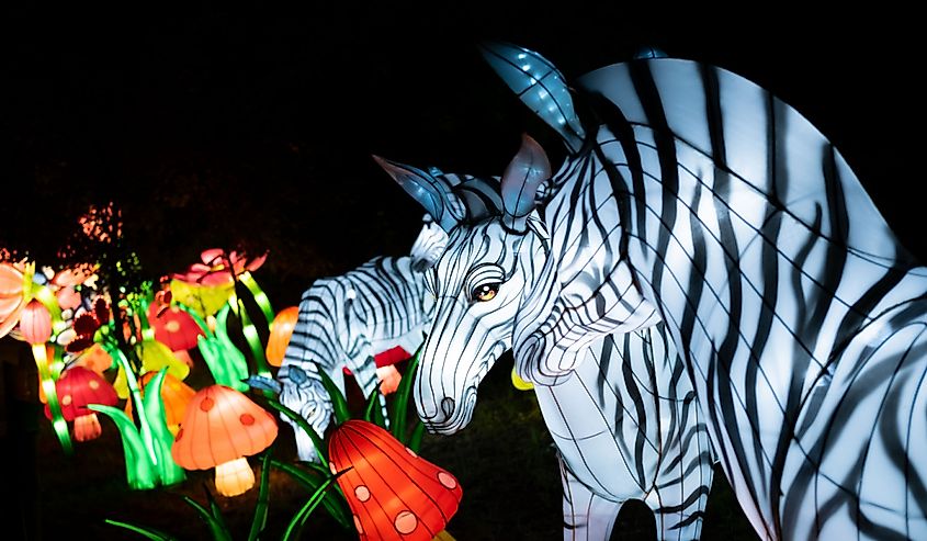 Zebras and flowers exhibited in the Asian Lantern Festival presented by Cleveland Clinic Children's at the Cleveland Metroparks Zoo