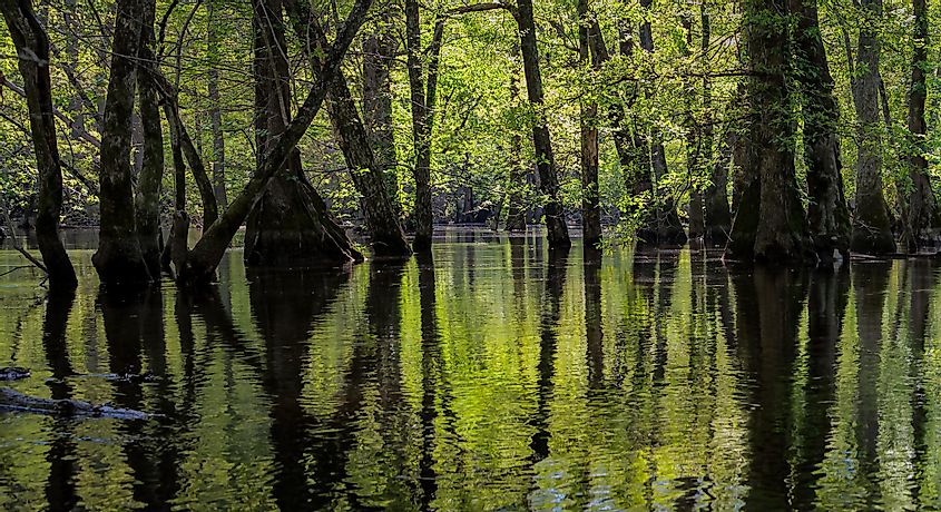 Panoramic view of virgin swamp forest of bald cypress (Taxodium distichum) and water tupelo (Nyssa aquatica) in The Nature Conservancy's Blackwater River Preserve in southeastern Virginia