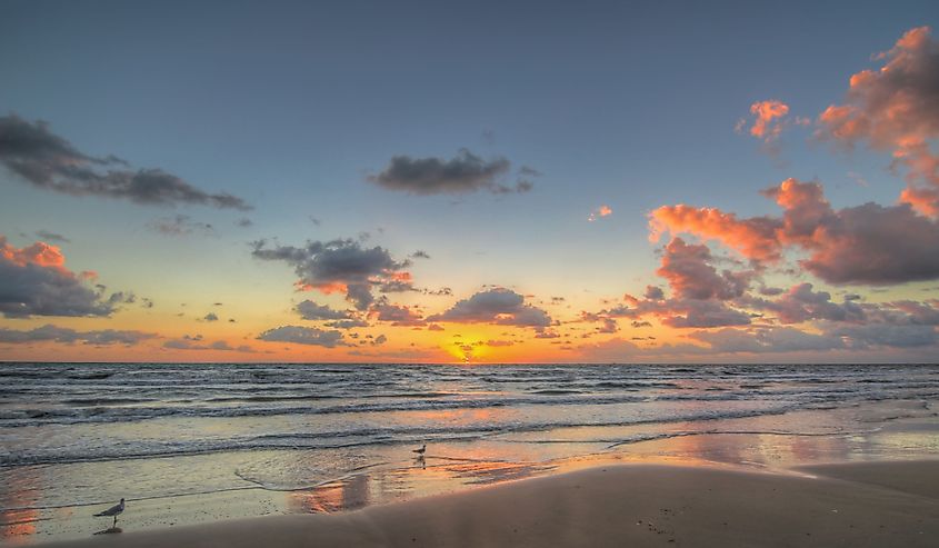 Seagulls at sunrise on South Padre Island Texas