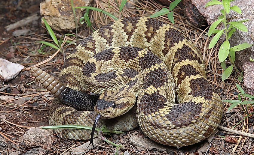 A black-tailed rattlesnake.