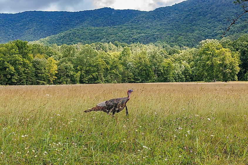 wild turkey forages in a field of tall yellow-brown grass in Cades Cove, in Smoky Mountain National Park, with the Smoky Mountains in the background.