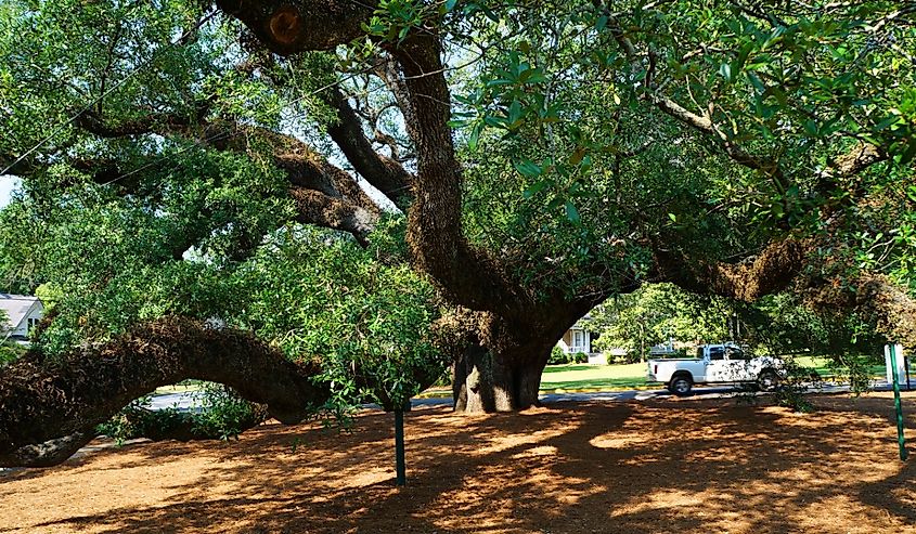 "The Big Oak" tree in Thomasville, Georgia