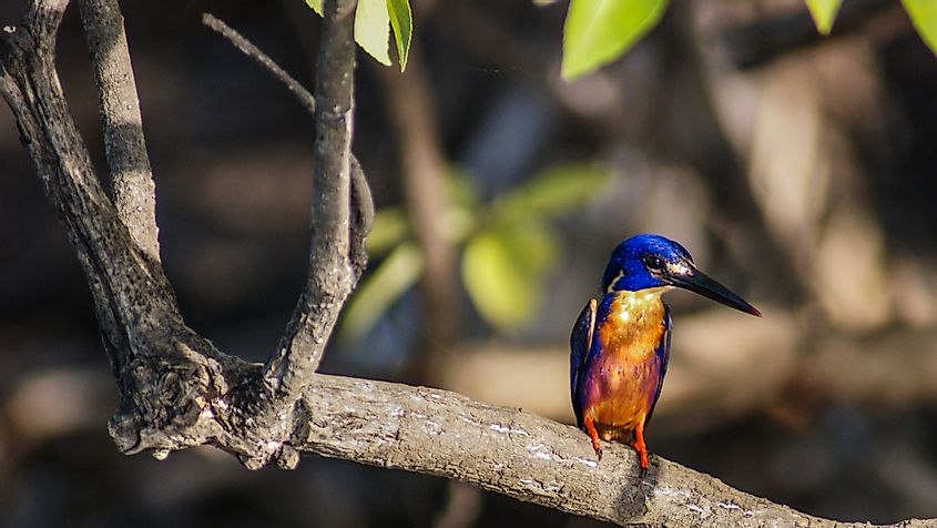Kingfisher in Kakadu National Park, Australia