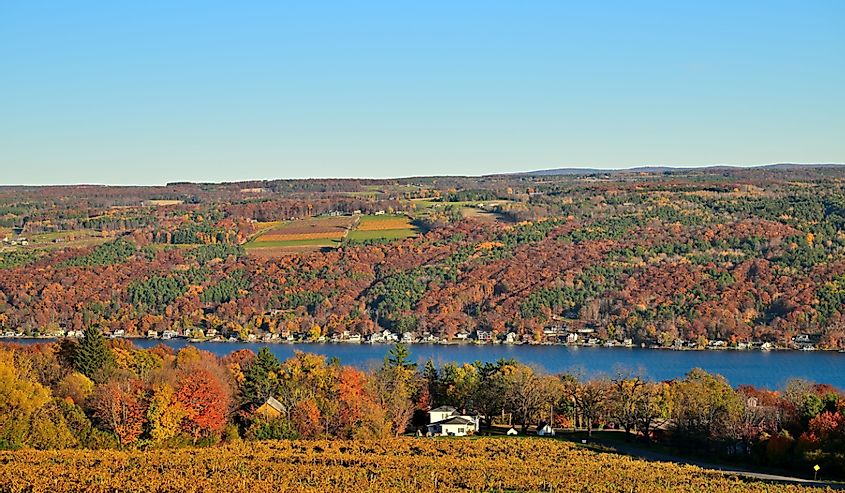 Colorful vineyard view near Hammondsport New York