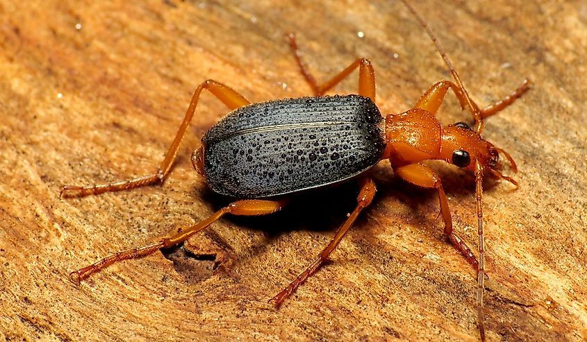 Brachinus sp. Rock Creek Park, Washington, DC, USA.