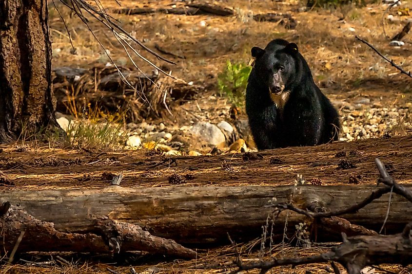 A calm black bear roams the scenic trails of Mariposa County in Yosemite National Park