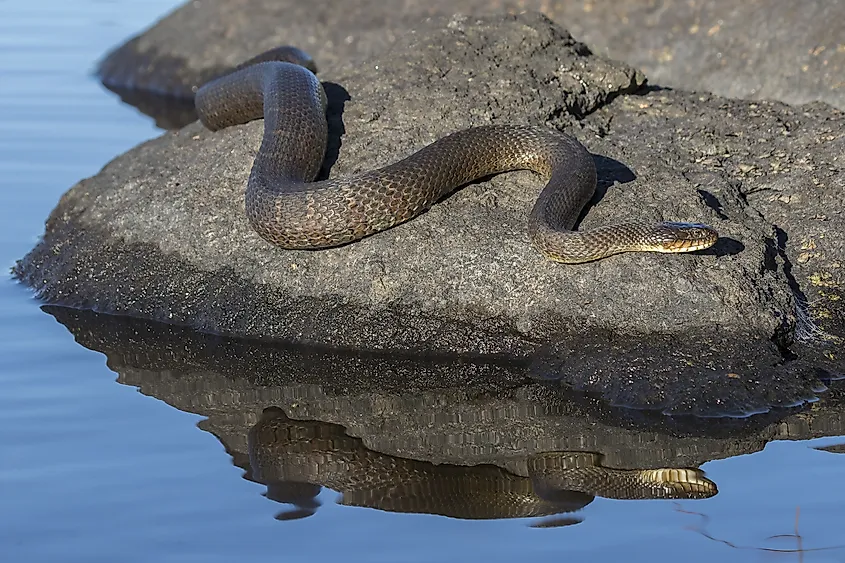 Northern Water Snake (Nerodia sipedon sipedon) basking on a rock in summer - Ontario, Canada