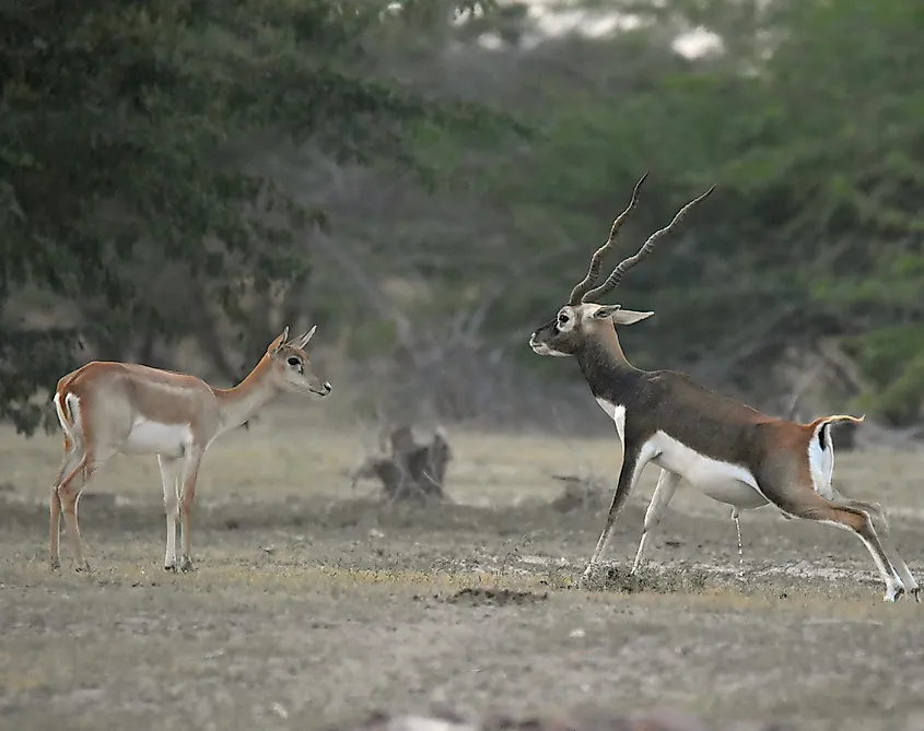 Blackbucks in Bishnoi village