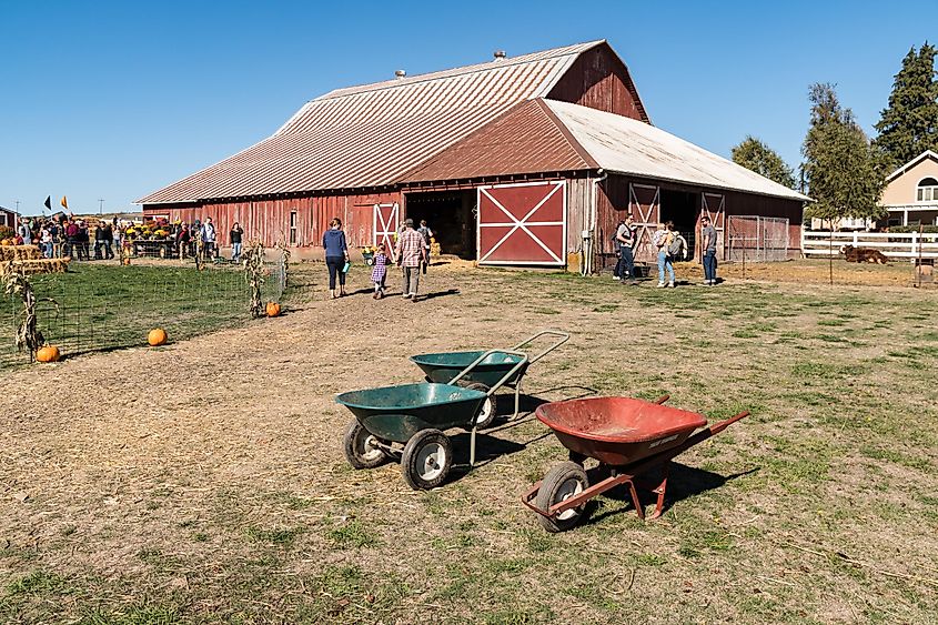 Empty green and red wheelbarrows for hauling pumpkins at a Halloween farm pumpkin festival, via Michael Warwick / Shutterstock.com