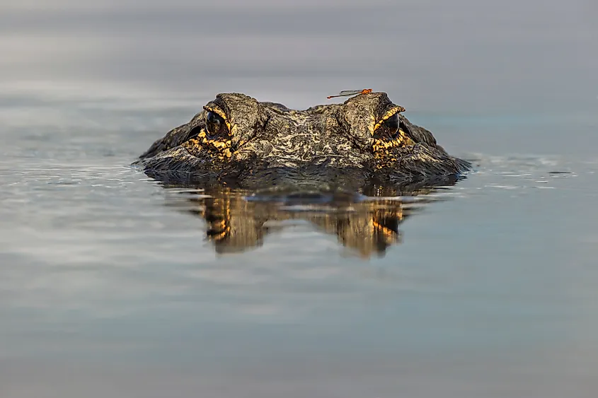 An American alligator.