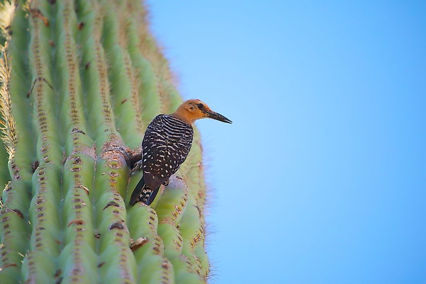 A gila woodpecker in Saguaro National Park