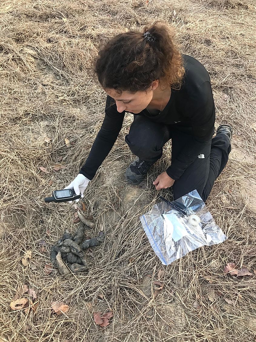 Marine collecting a lion scat in Niokolo Koba National Park 