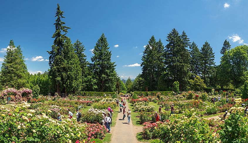  International Rose Test Garden in Portland, Oregon.
