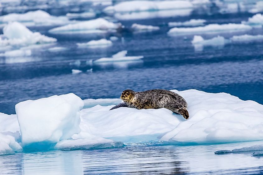 Harbor seal in Prince William Sound