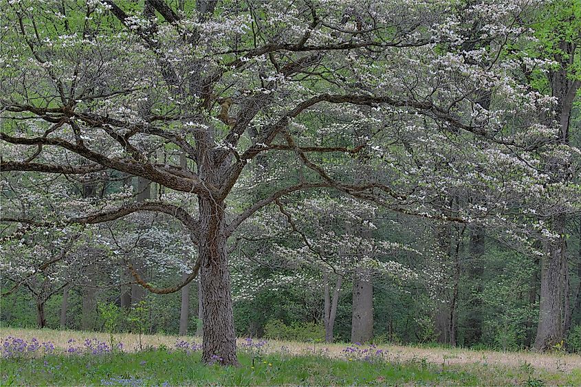 White blooms on the trees in Mt. Cuba Center, Hockessin, Delaware.