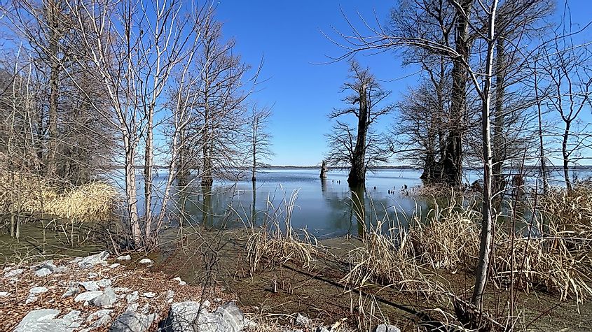 Reelfoot Lake near Tiptonville, Tennessee during winter
