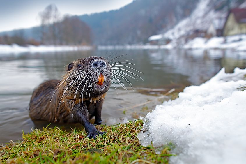 Nutria rodent at the edge of the water