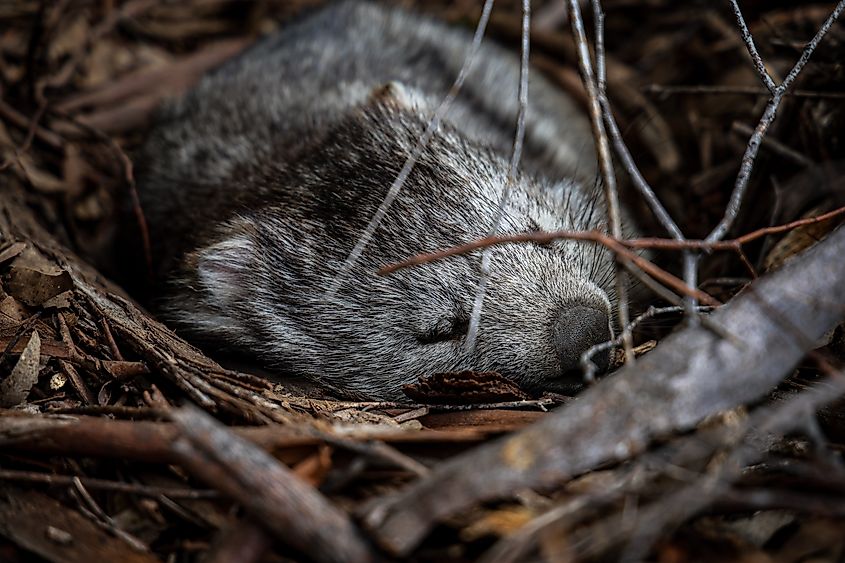 A wild wombat in Australia. Via Shutterstock / Shunkiaus.