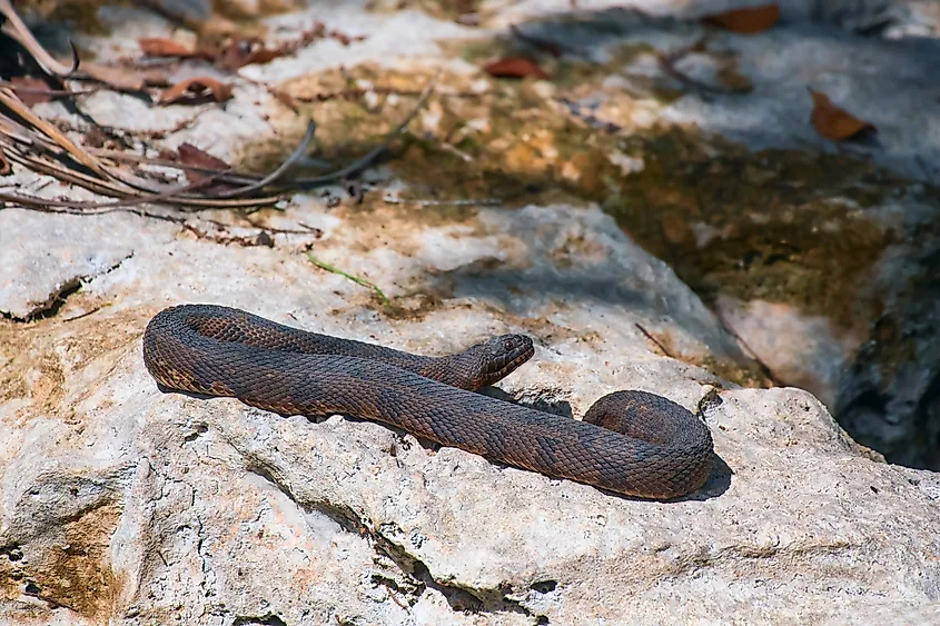 A southern watersnake sunning on a rock.