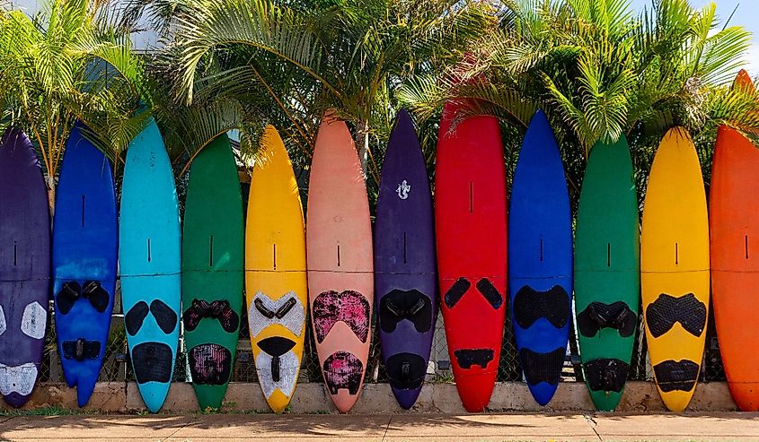 Row of colorful surfboards against palm trees on the beach in Paia