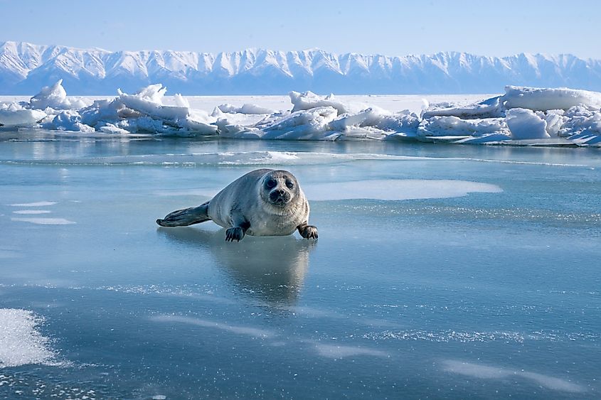 Baby Baikal seal on Lake Baikal ice