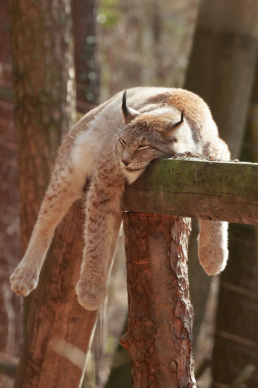 A vertical shot of a Canadian lynx lying on a tree. Credit: Wirestock Creators/Shutterstock.com