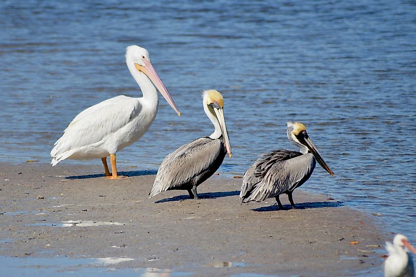 Sanibel Island