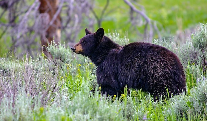 Wild black bear in Idaho.