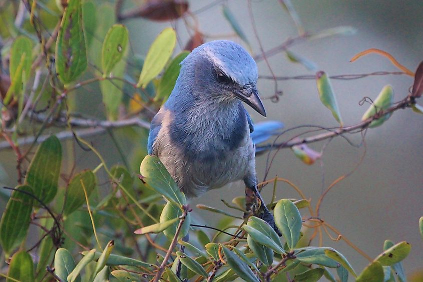 Florida scrub-jay in Jonathan Dickinson State Park.
