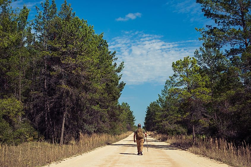 hiking in ocala national forest