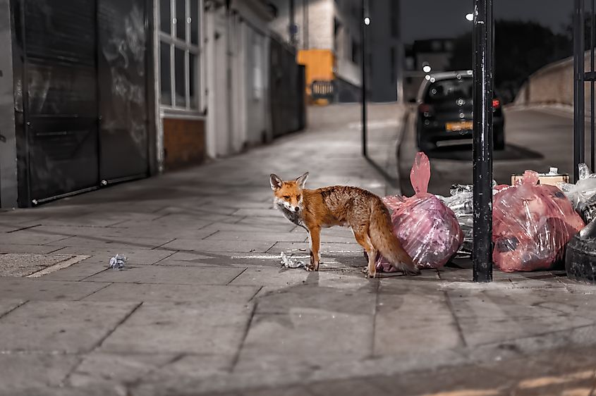 A fox roaming the streets of London in search for food.