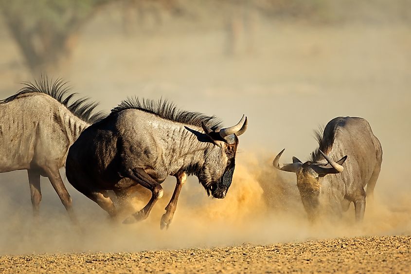 Two blue wildebeest Connochaetes taurinus) fighting.