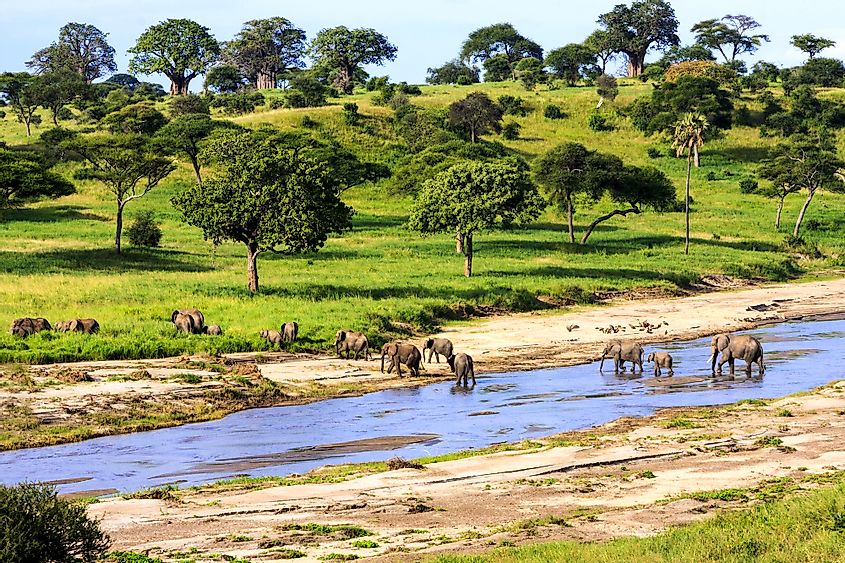 Serengeti National Park elephants