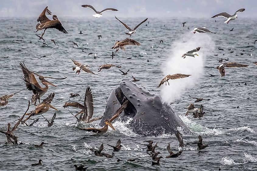 Monterey Bay National Marine Sanctuary