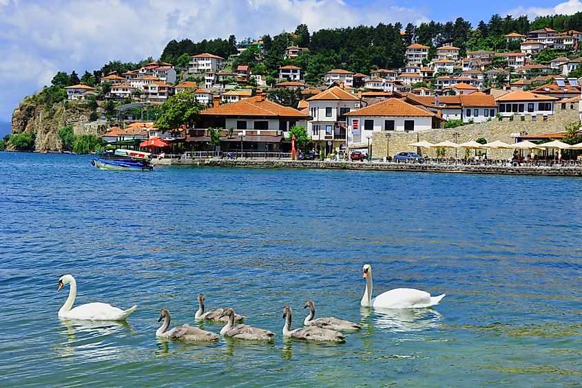 A swan family in Lake Ohrid, Macedonia