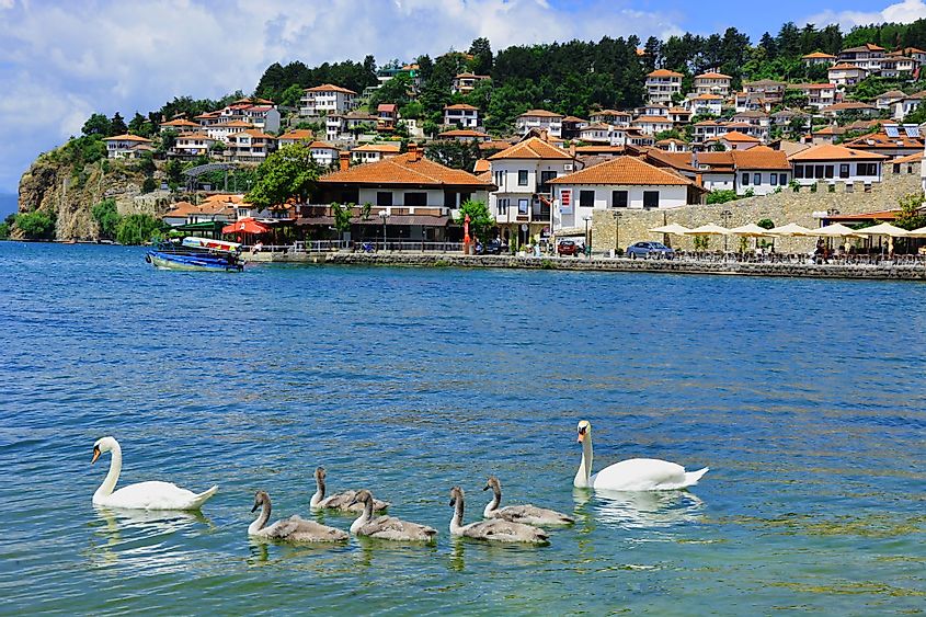 O familie de lebede din Lacul Ohrid, Macedonia