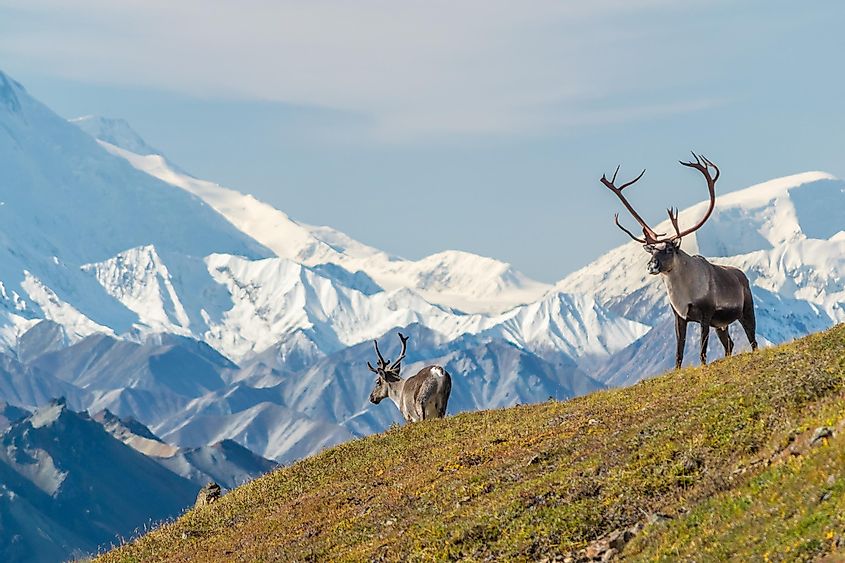 Caribou standing on a meadow with Mount Denali in the backdrop.
